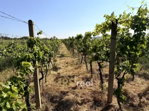 Prodej pozemku, Trboušany, 1135 m2