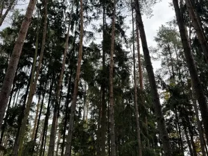 Prodej lesa, Chrášťany, 2788 m2