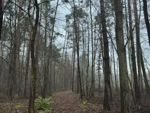 Prodej podílu lesa, Břehy, 1092 m2
