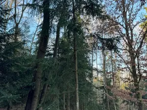 Prodej lesa, Poleň, 7982 m2