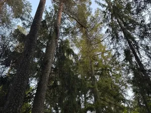 Prodej lesa, Velká Polom, 3922 m2