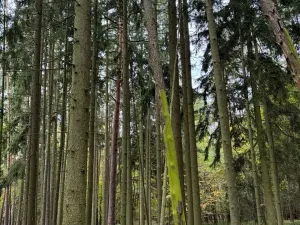 Prodej lesa, Chrášťany, 2788 m2