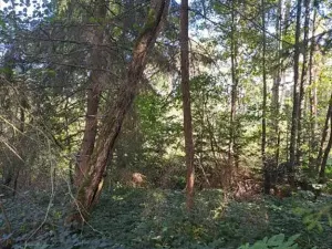 Prodej lesa, Srubec, 364 m2