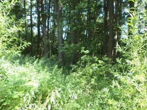Dražba pozemku, Chodský Újezd, 1046 m2