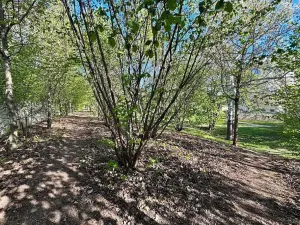 Prodej bytu 1+kk, Brno, Řípská, 47 m2
