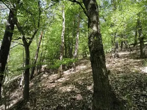 Prodej lesa, Lesnice, 1410 m2