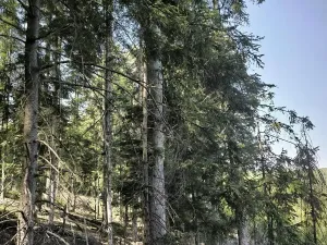 Prodej lesa, Nemile, 3224 m2