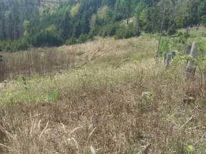 Prodej lesa, Spešov, 2317 m2