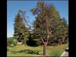 Dražba louky, Trhové Sviny, 915 m2