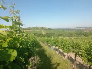 Prodej sadu/vinice, Bavory, 12285 m2