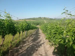 Prodej sadu/vinice, Bavory, 12285 m2