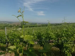 Prodej sadu/vinice, Bavory, 12285 m2