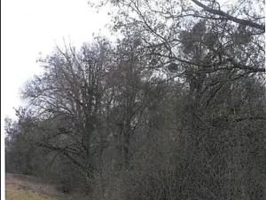 Prodej lesa, Břeclav, 5954 m2