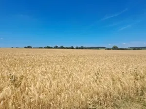 Pronájem rodinného domu, Suchohrdly, Lesní, 110 m2