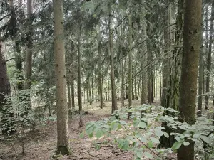 Prodej lesa, Myslív, 5003 m2