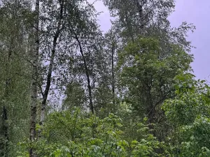 Prodej lesa, Morkovice-Slížany, 4887 m2