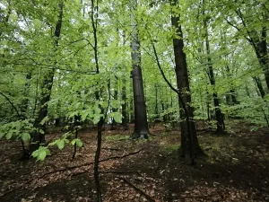 Prodej lesa, Bernartice, 23360 m2