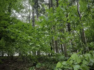 Prodej lesa, Zábřeh, 4422 m2