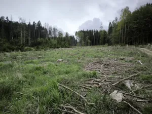 Prodej podílu lesa, Kamberk, 1844 m2