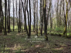 Prodej lesa, Sedlec-Prčice - Sušetice, 8504 m2