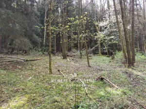 Prodej lesa, Sedlec-Prčice - Sušetice, 8504 m2