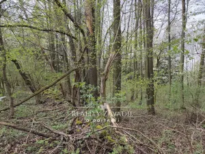 Prodej lesa, Sedlec-Prčice - Sušetice, 8504 m2
