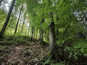 Prodej lesa, Nový Hrozenkov, 21241 m2