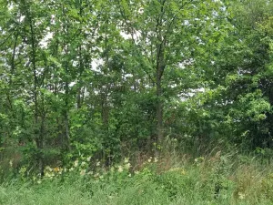 Prodej lesa, Rožmitál pod Třemšínem, 3871 m2