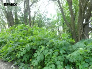 Prodej lesa, Rožmitál pod Třemšínem, 3871 m2