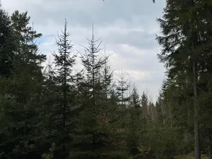 Prodej lesa, Všemyslice, 12022 m2