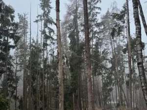 Prodej lesa, Vacov, 24200 m2