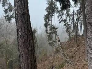 Prodej lesa, Vacov, 24200 m2