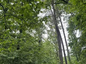 Prodej lesa, Běstvina, 1370 m2