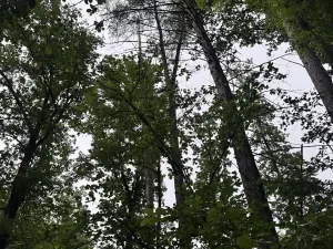 Prodej lesa, Běstvina, 1370 m2