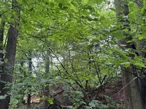 Prodej lesa, Běstvina, 1370 m2