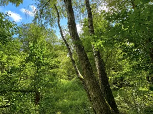 Prodej rybníku, Dačice, 25771 m2