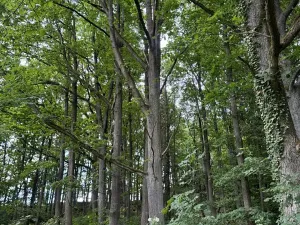 Prodej lesa, Čížkov, 10503 m2