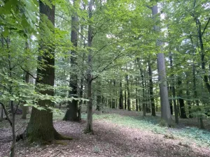Prodej lesa, Olbramice, 2070 m2