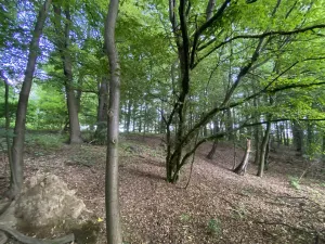 Prodej lesa, Olbramice, 2070 m2