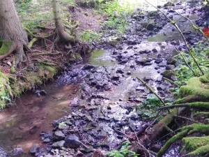 Prodej lesa, Spálené Poříčí - Záluží, 9268 m2