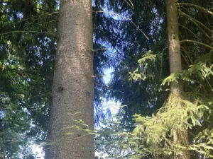 Prodej pole, Lomnice nad Popelkou - Želechy, 3130 m2
