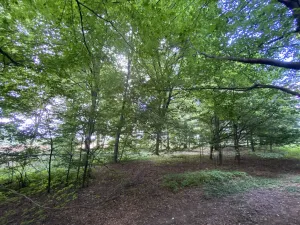 Prodej lesa, Olbramice, 4170 m2