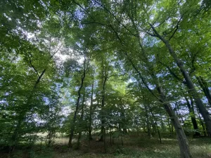 Prodej lesa, Olbramice, 4170 m2