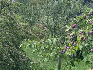 Prodej pozemku pro bydlení, Podolí, 1608 m2