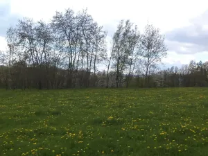 Dražba louky, Staré Město, 10063 m2