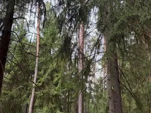 Prodej lesa, Všemyslice, 12022 m2