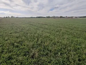 Prodej pozemku pro bydlení, Bělušice, 3767 m2