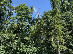 Prodej podílu lesa, Kněžmost, 1568 m2