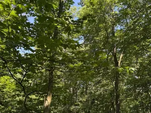 Prodej podílu lesa, Kněžmost, 1568 m2