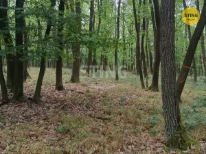 Prodej lesa, Morkůvky, 2723 m2